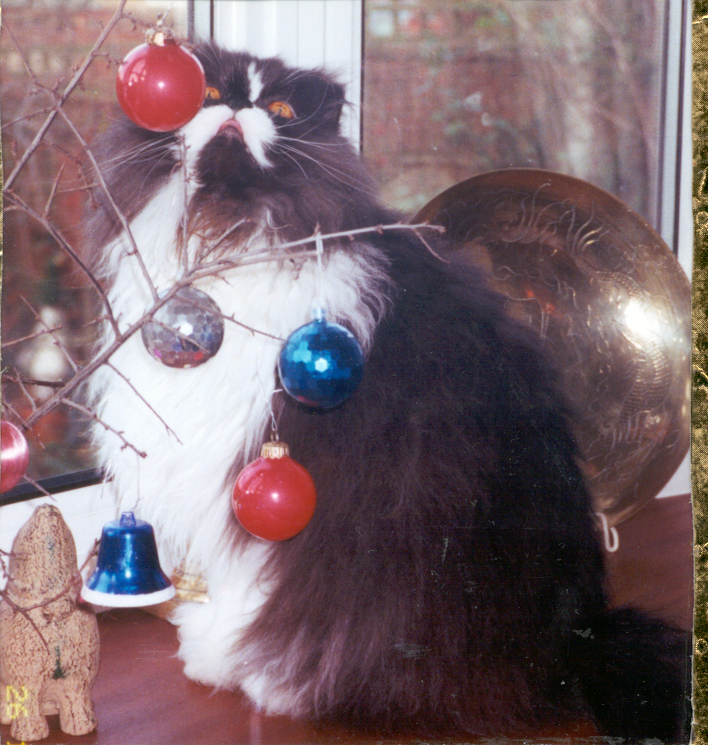 Christmas, Persian Cat